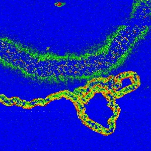 Nanotube on ITO, Soft ResiScope mode, 6µm